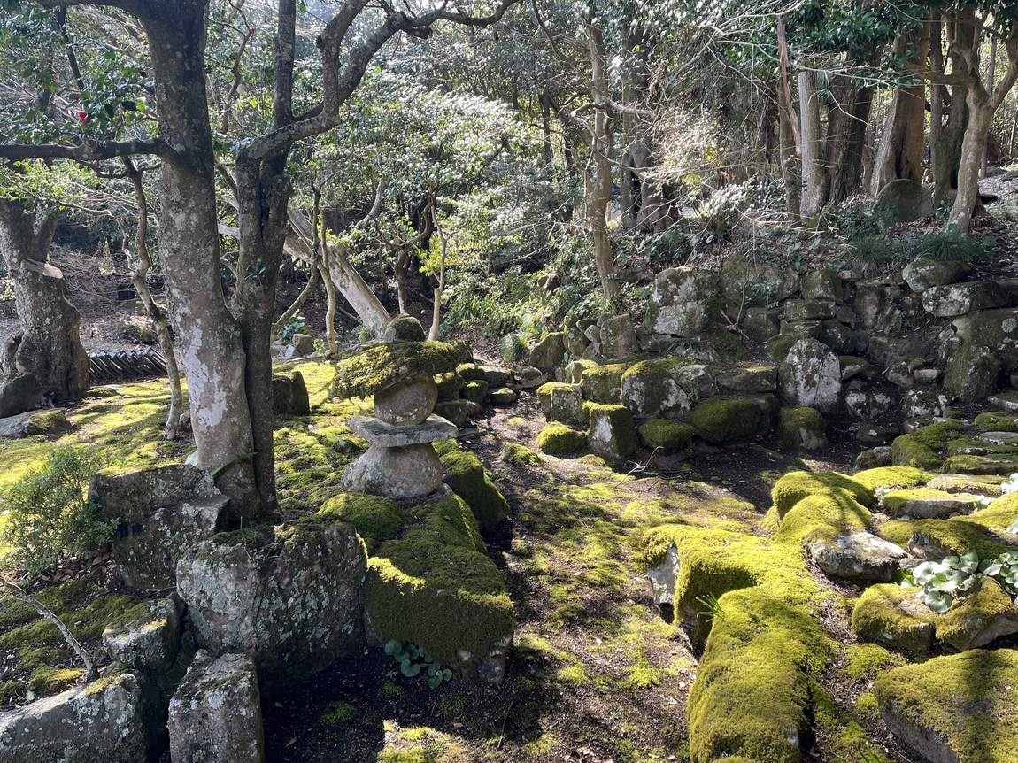 Moss, old stones and camellia trees in the garden behind the house.