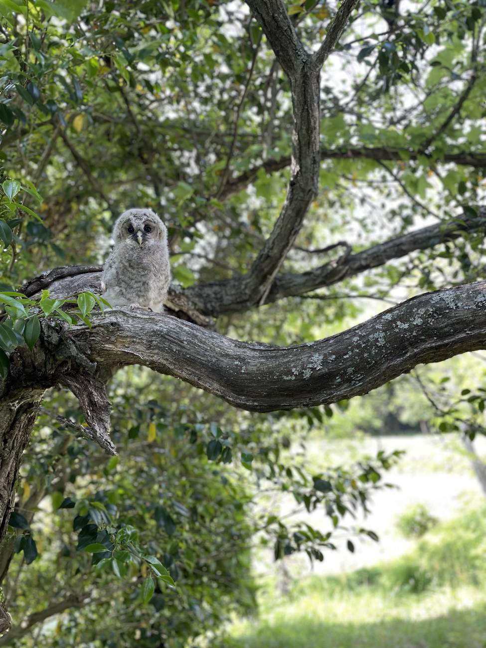 A young owl on a low branch, looking straight at the camera.