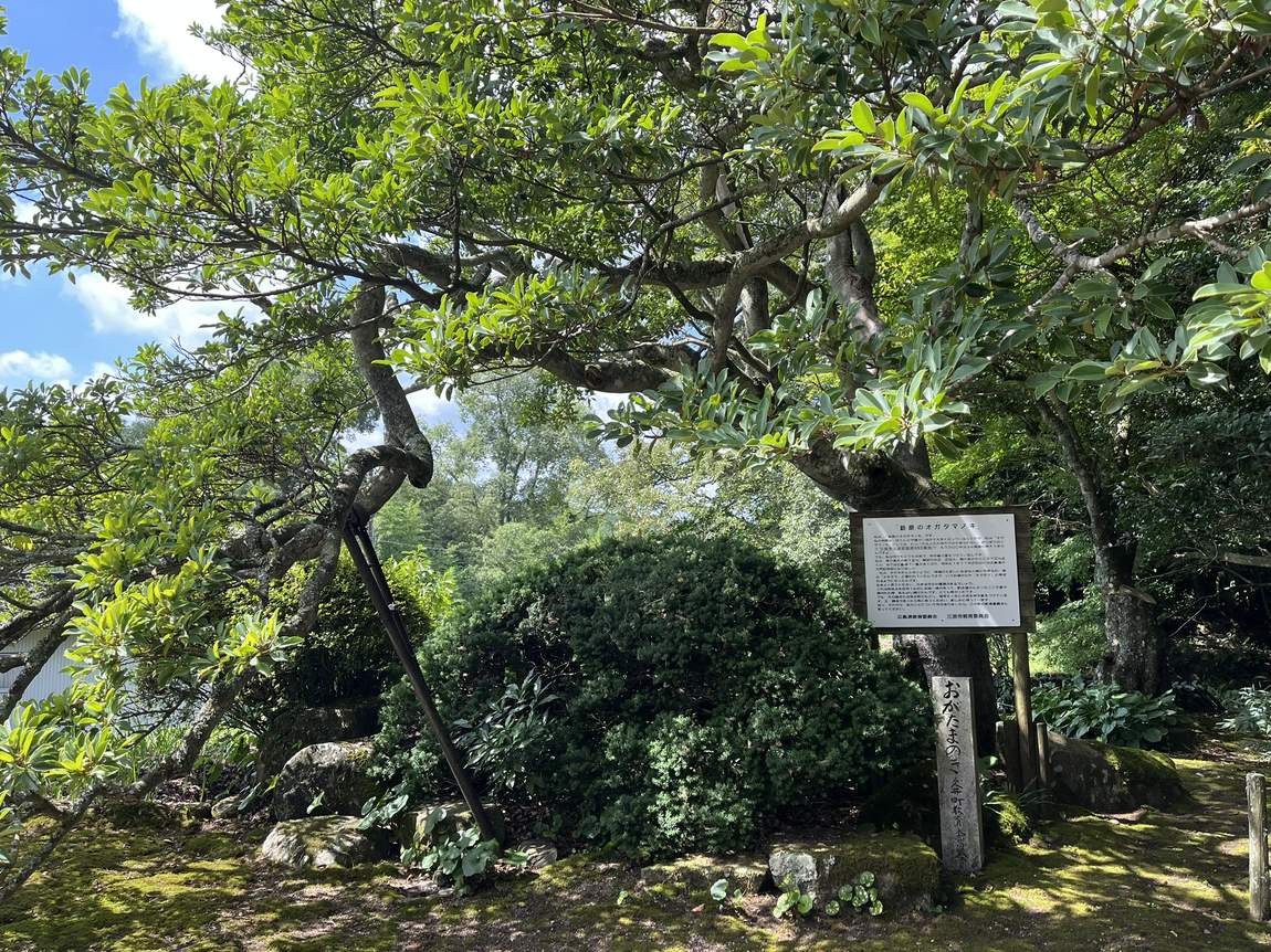 A very old ogatama tree with wide low branches and a stone marker beneath it.