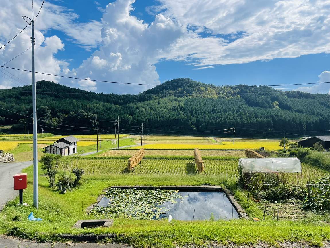 Rice drying on wooden racks beside cut paddies, forested hills, a red postbox.